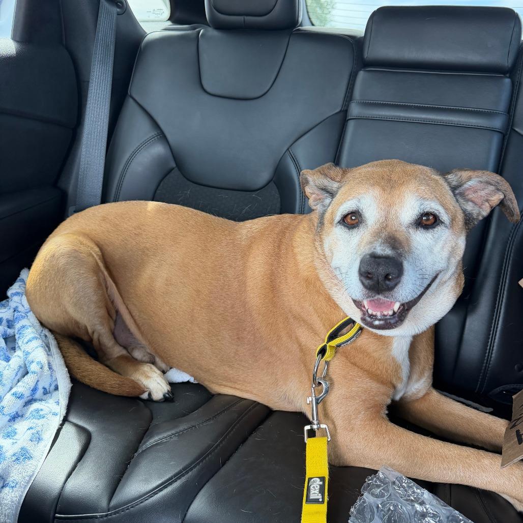 Chloe, Adoptable, Senior Female Labrador Retriever.