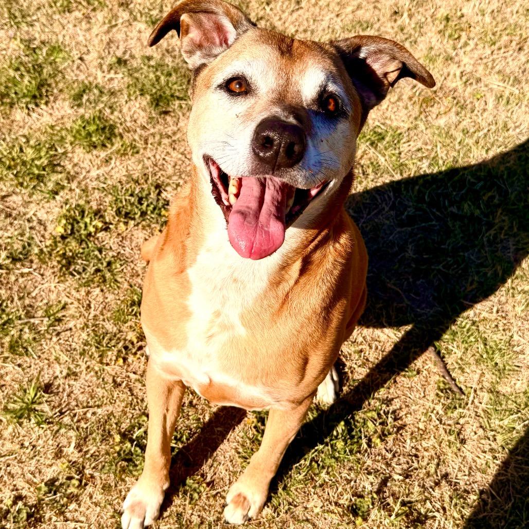Chloe, Adoptable, Senior Female Labrador Retriever.