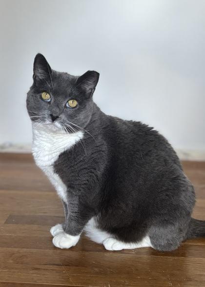 Enlarge Potato Wedge - Available in Foster, a Adoptable Domestic Short Hair in Madison, NJ image 1/3