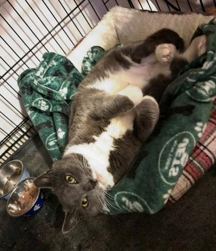 Enlarge Potato Wedge - Available in Foster, a Adoptable Domestic Short Hair in Madison, NJ image 2/3