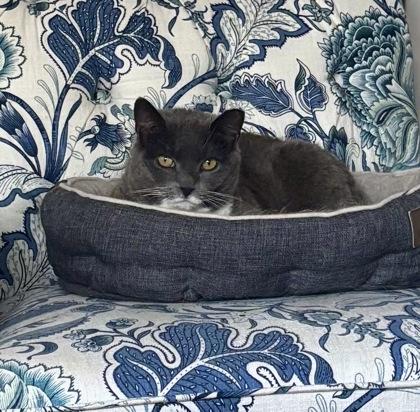 Enlarge Potato Wedge - Available in Foster, a Adoptable Domestic Short Hair in Madison, NJ image 3/3