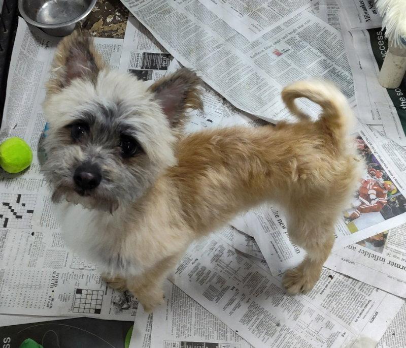 Snapdragon, Adopted, Adult Male Cairn Terrier.