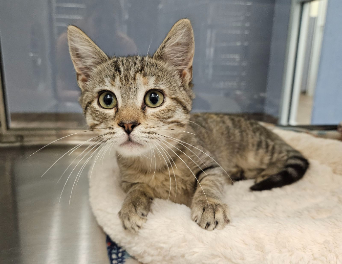 Cat for adoption Timber, a Domestic Short Hair in Hilton Head Island