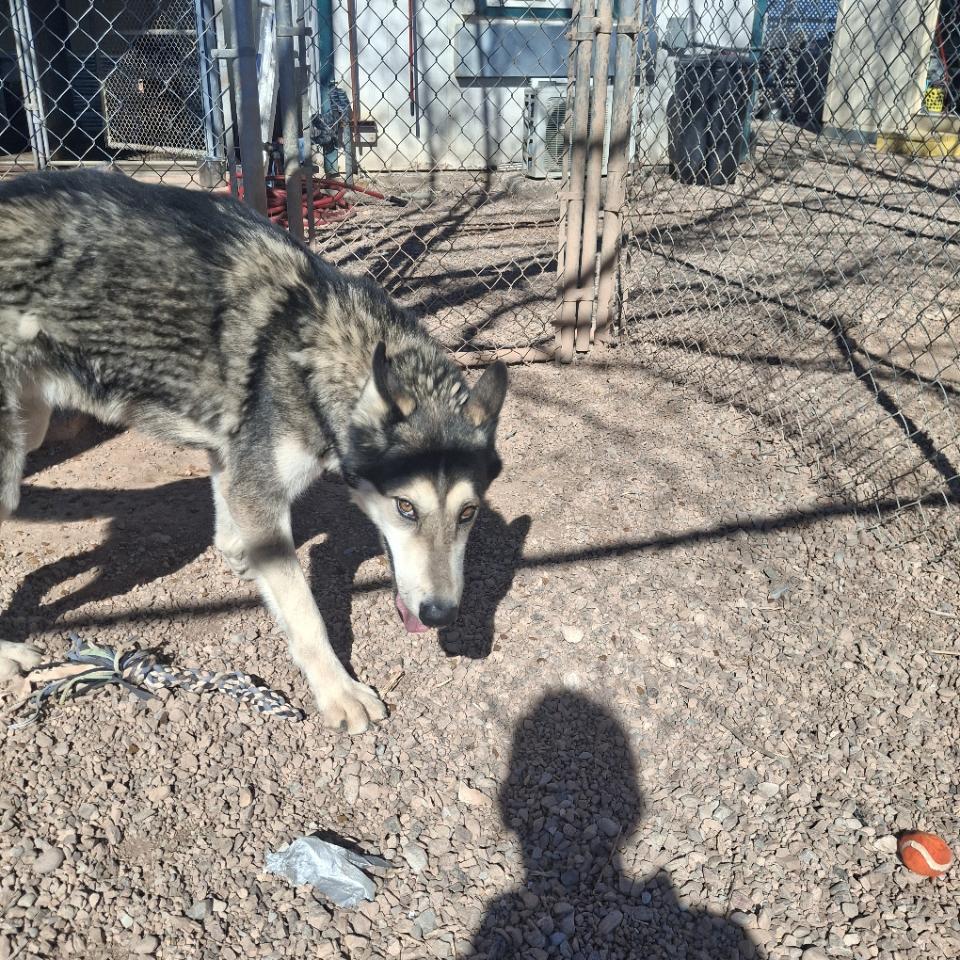 Dion, ADOPTABLE, Young Male Shepherd.