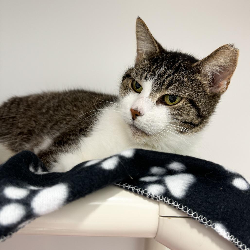 Google, Adoptable, Adult Female Domestic Short Hair.