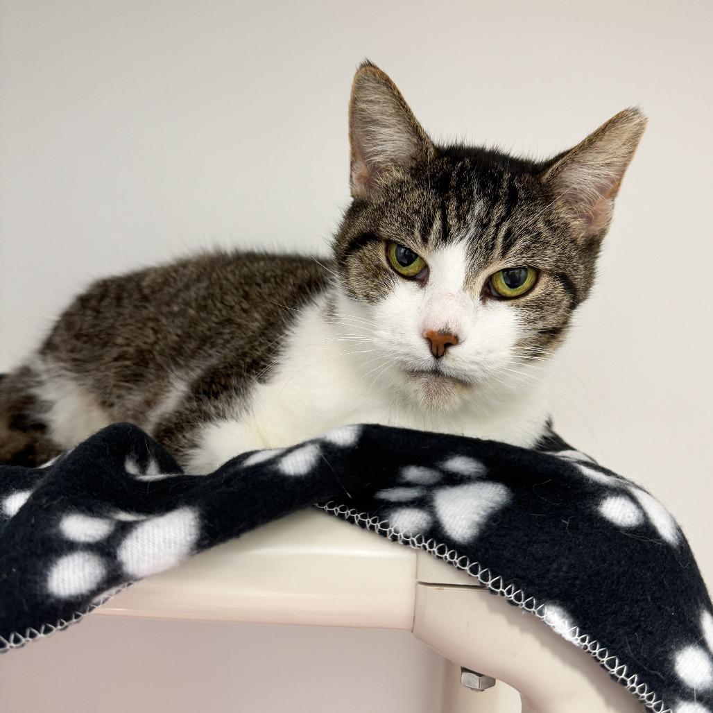 Google, a Adoptable Domestic Short Hair in Fort Wayne, IN image 2/5
