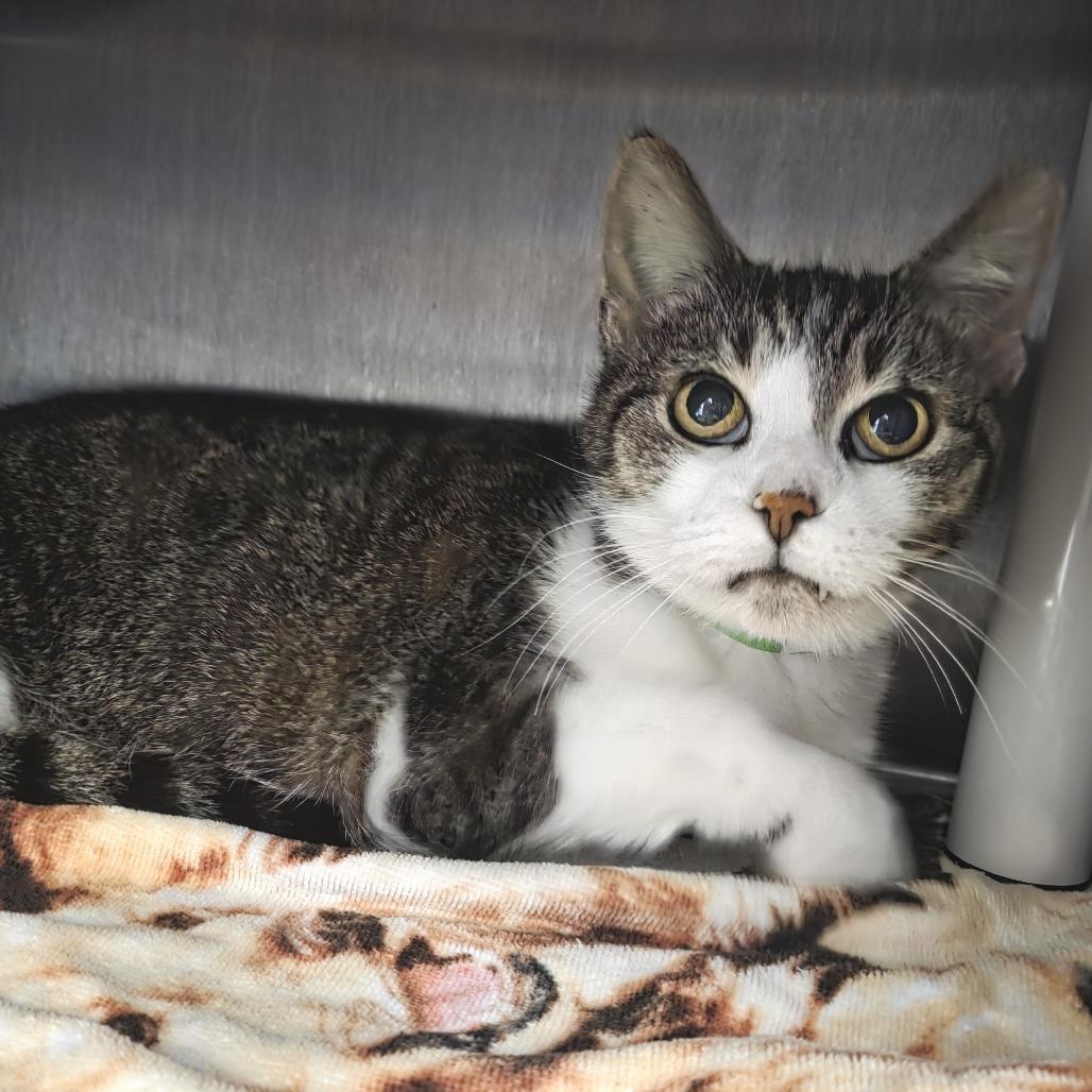 Google, a Adoptable Domestic Short Hair in Fort Wayne, IN image 3/5