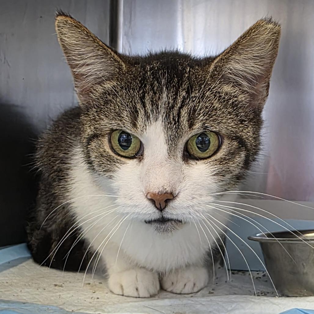 Google, a Adoptable Domestic Short Hair in Fort Wayne, IN image 4/5