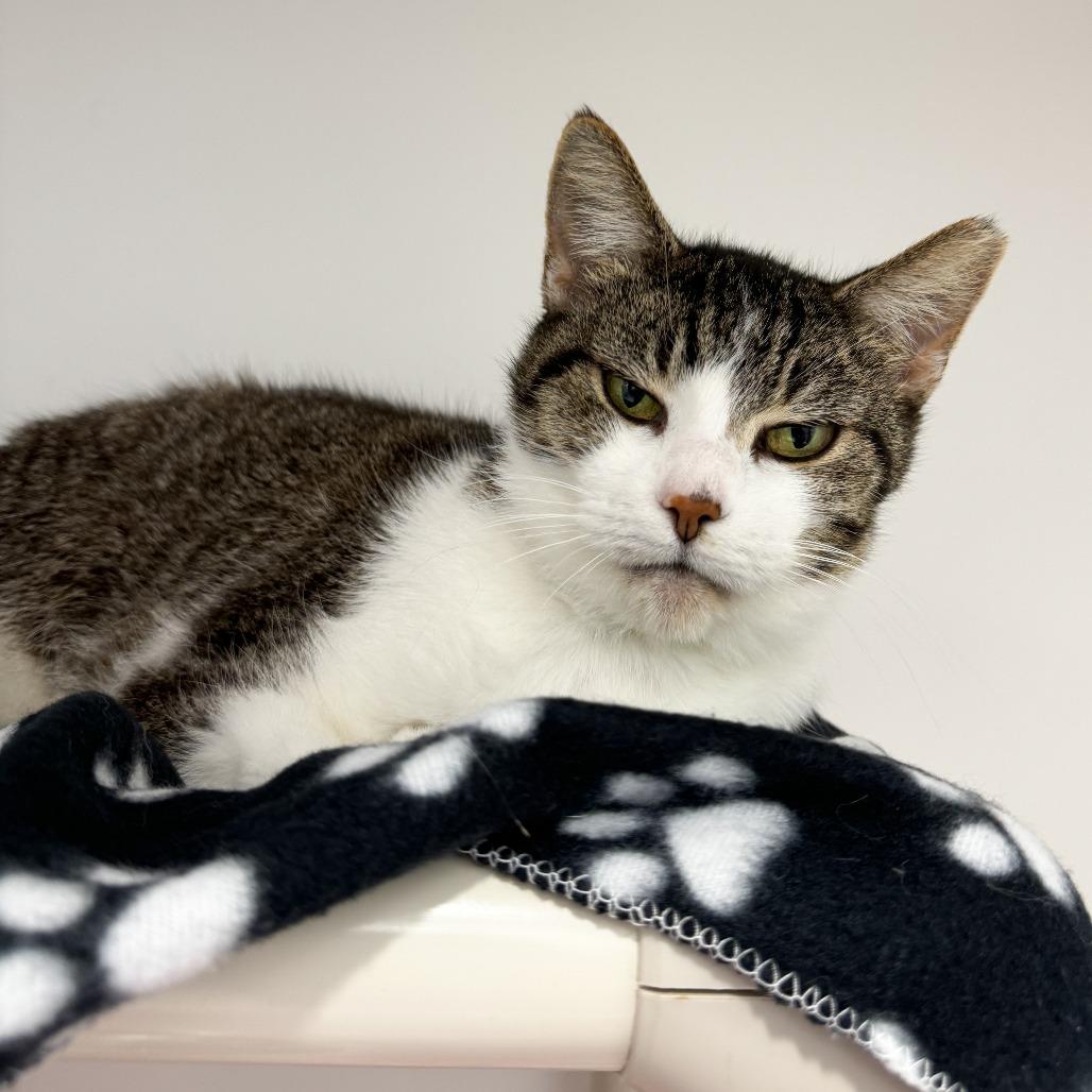 Google, a Adoptable Domestic Short Hair in Fort Wayne, IN image 5/5