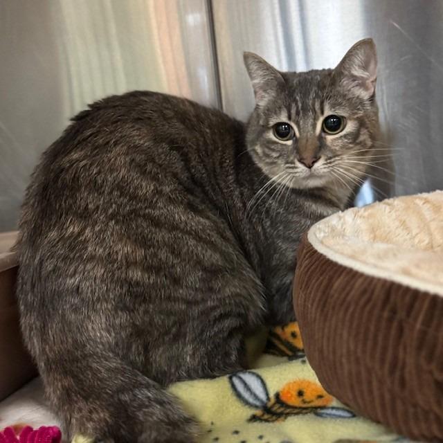 Misty, Adoptable, Adult Female Domestic Short Hair.