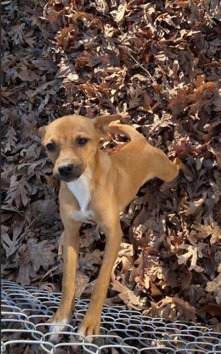 Clementine thumbnail 3