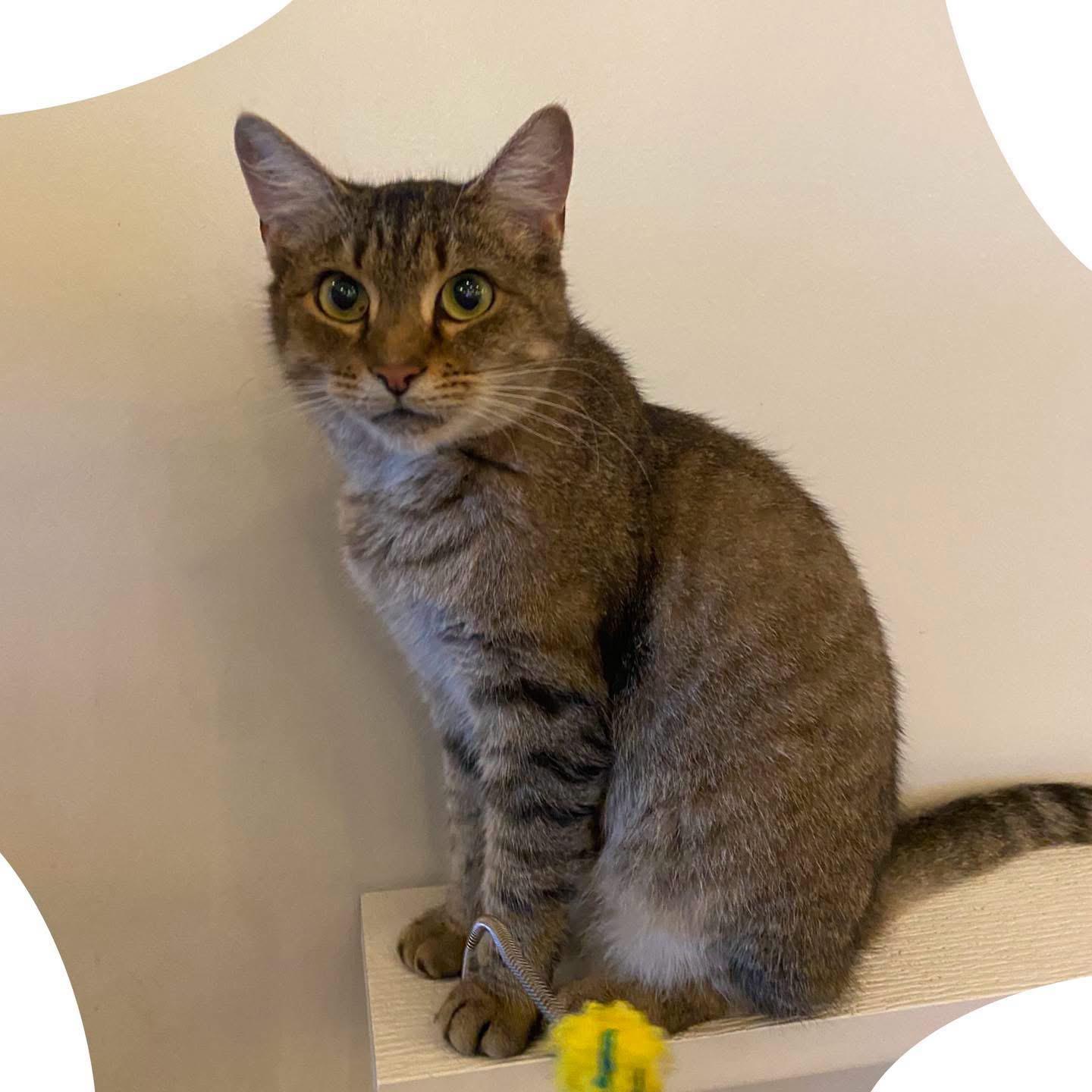 Nala, Adoptable, Young Female Domestic Short Hair.