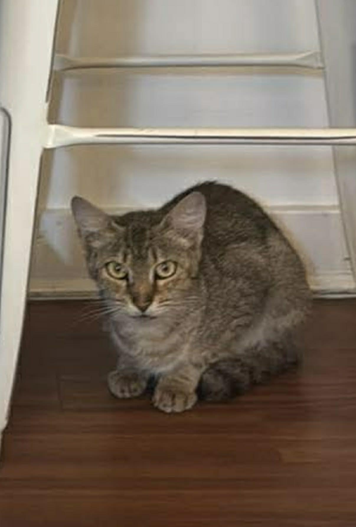 Enlarge Nala, a Adoptable Domestic Short Hair in Aberdeen, NC image 3/3