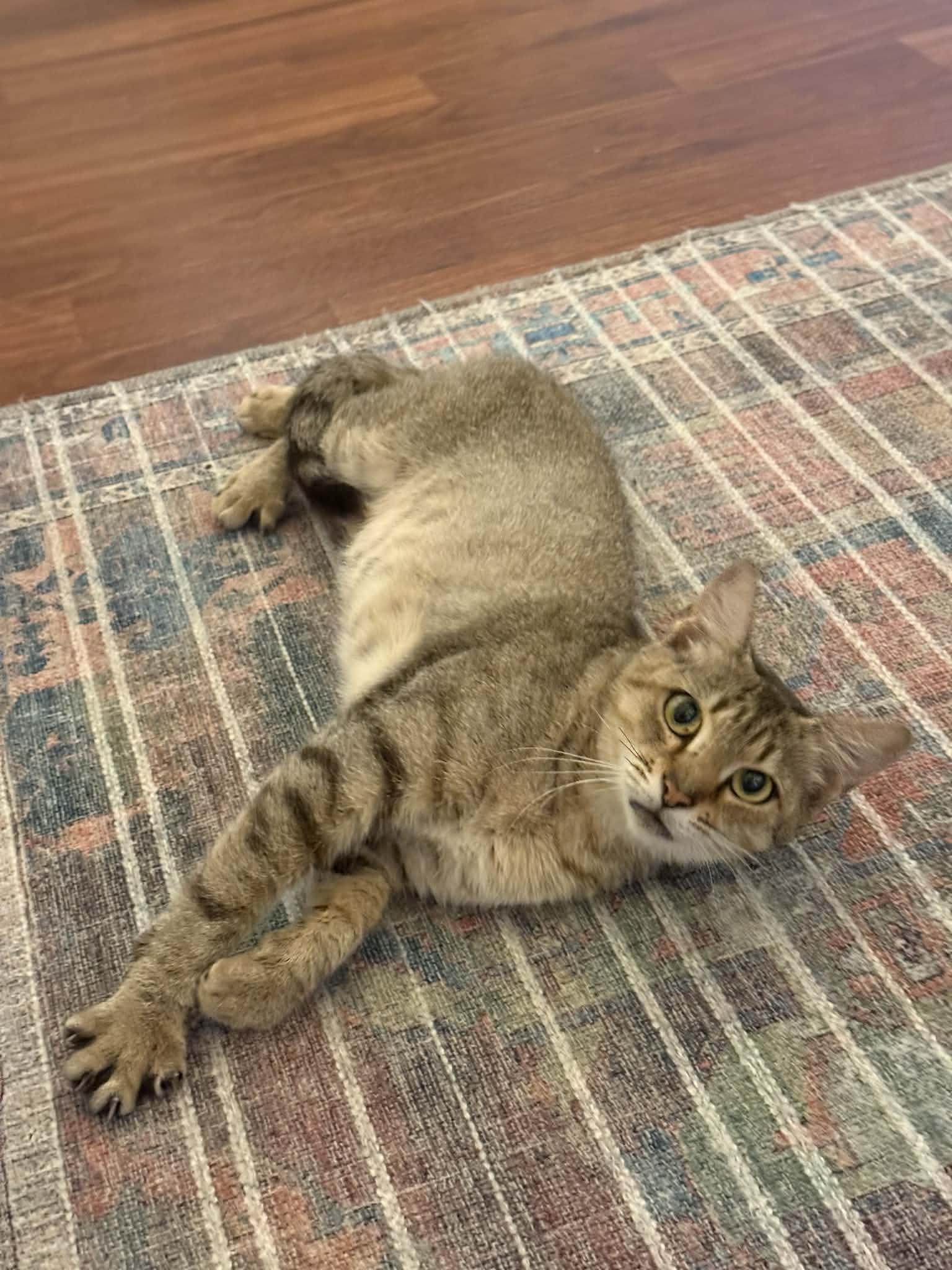 Enlarge Nala, a Adoptable Domestic Short Hair in Aberdeen, NC image 2/3