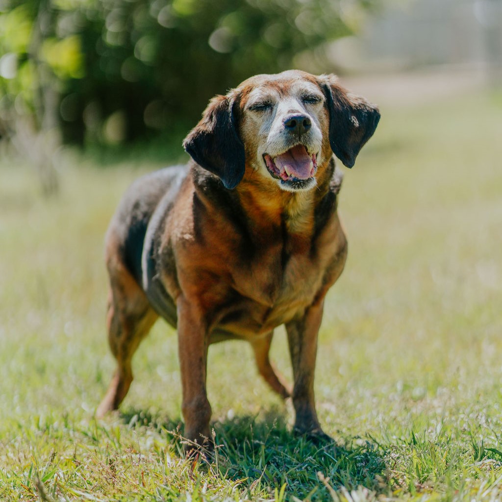 Dog for adoption Charlotte, a Beagle & Plott Hound Mix in Winnabow