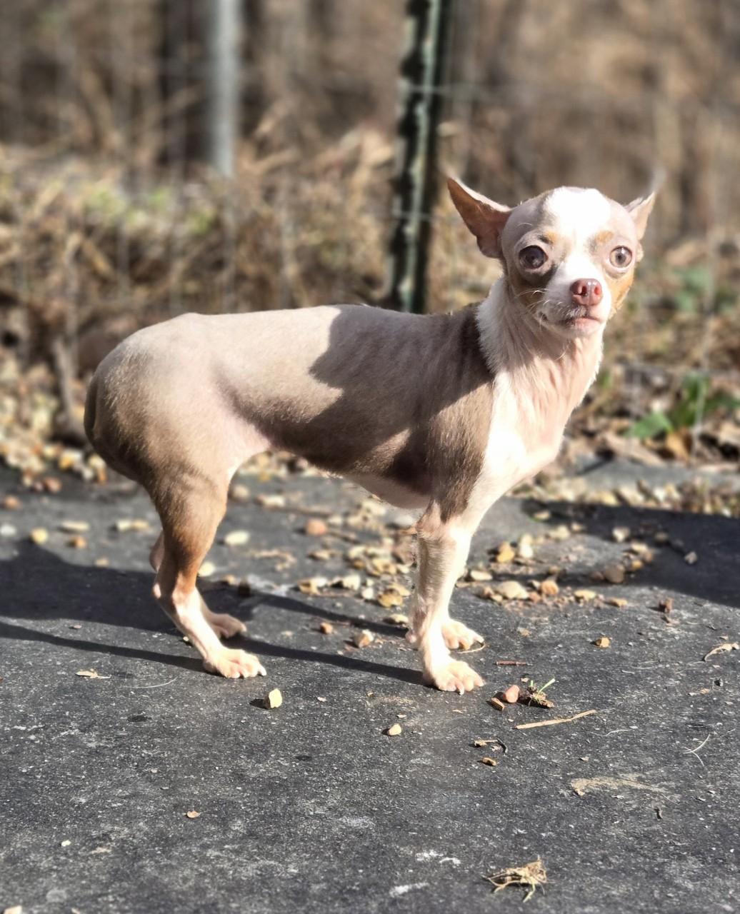 Enlarge Lula, an adopted mixed breed in Mansfield, TX image 1/1