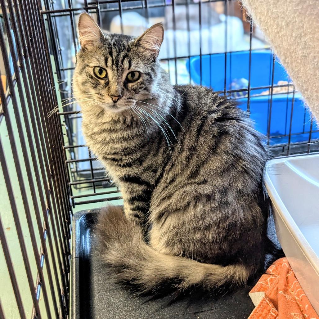 Benny, a Adoptable Domestic Medium Hair in Buffalo, NY image 1/4