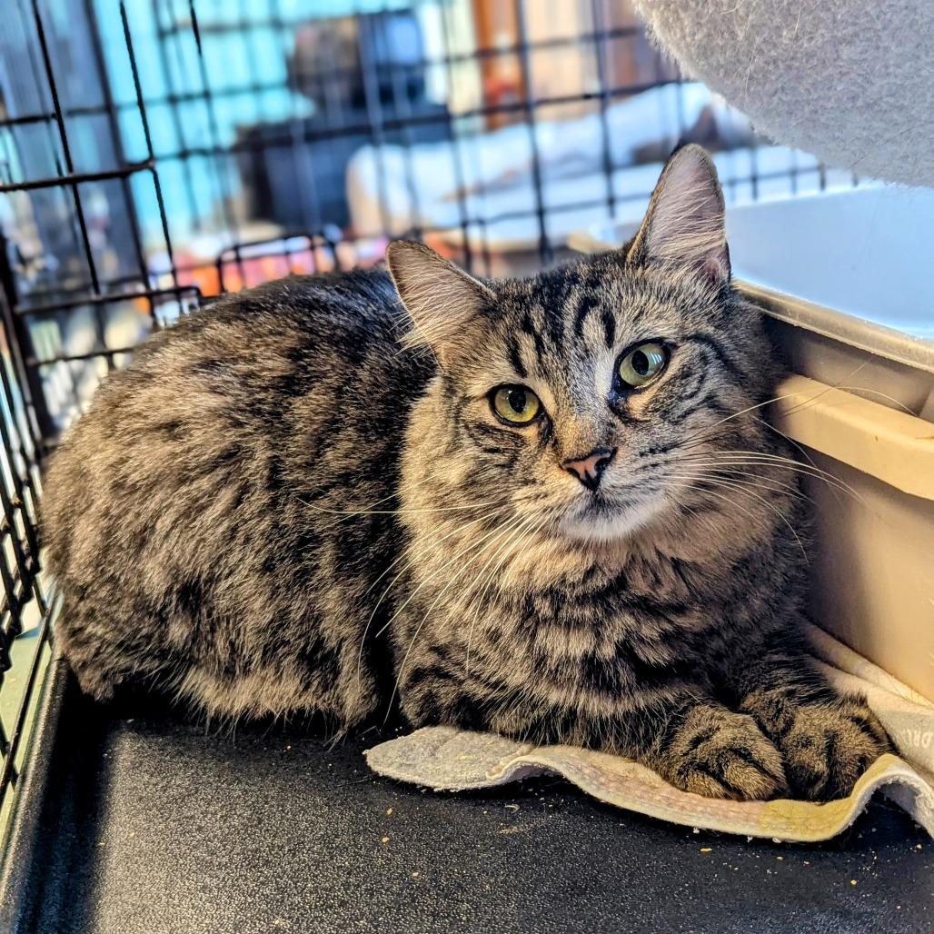 Benny, a Adoptable Domestic Medium Hair in Buffalo, NY image 4/4