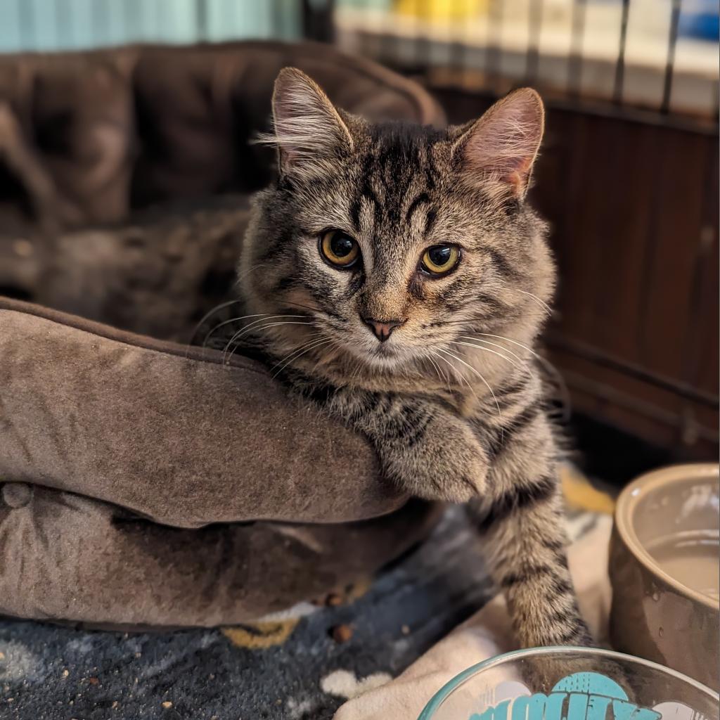 Enlarge Benny, a Adoptable Domestic Medium Hair in Buffalo, NY image 2/4