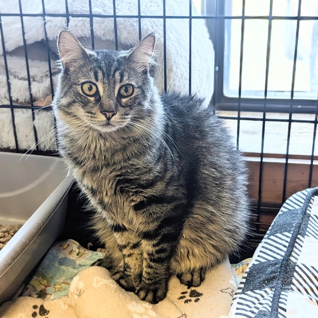 Enlarge Benny, a Adoptable Domestic Medium Hair in Buffalo, NY image 4/4