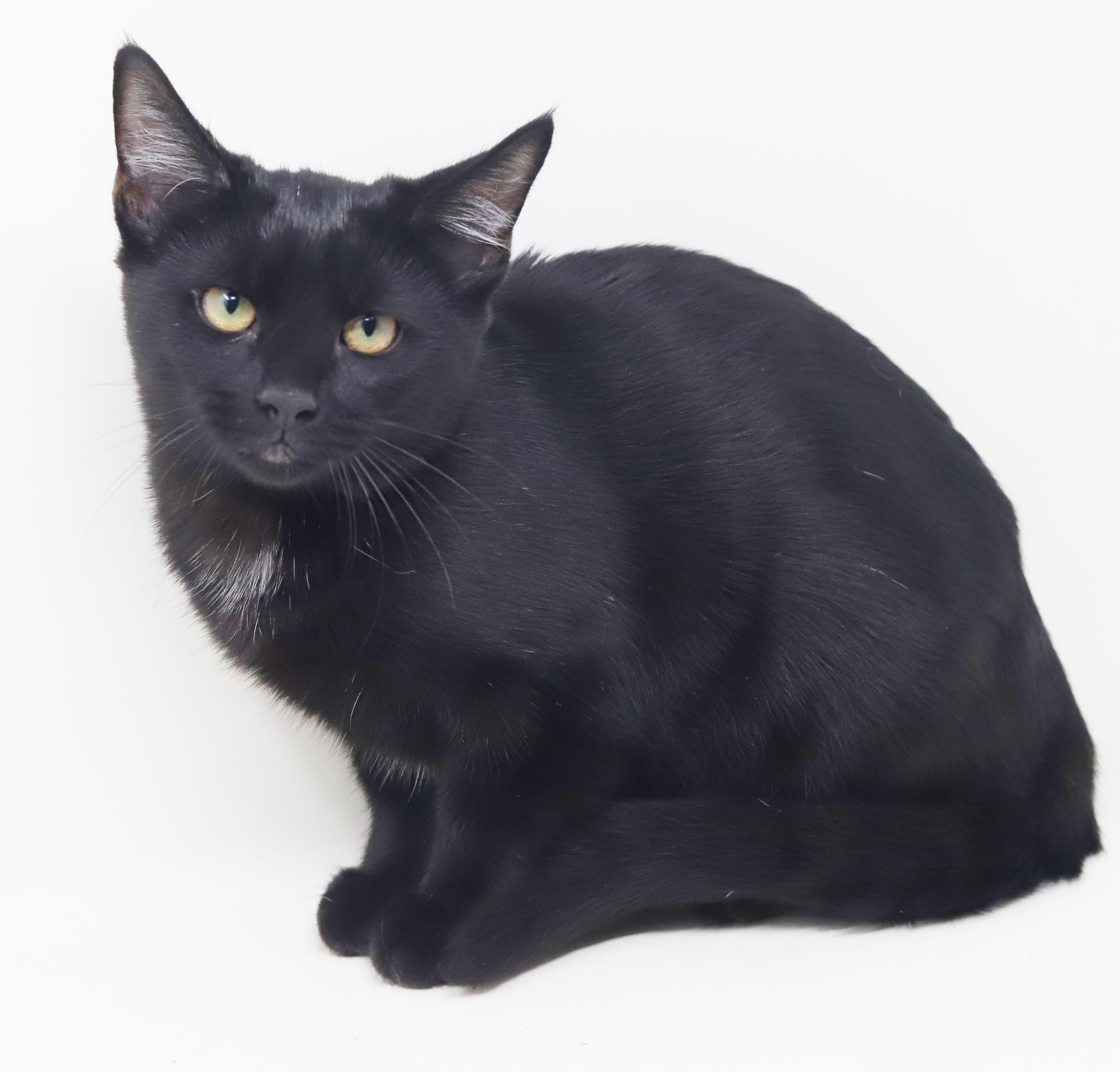 Enlarge Refried Beans is beyond adorable - she's a delight - OLD ENOUGH TO GO SOLO, a Adoption Pending mixed breed in Bedford Hills, NY image 1/6