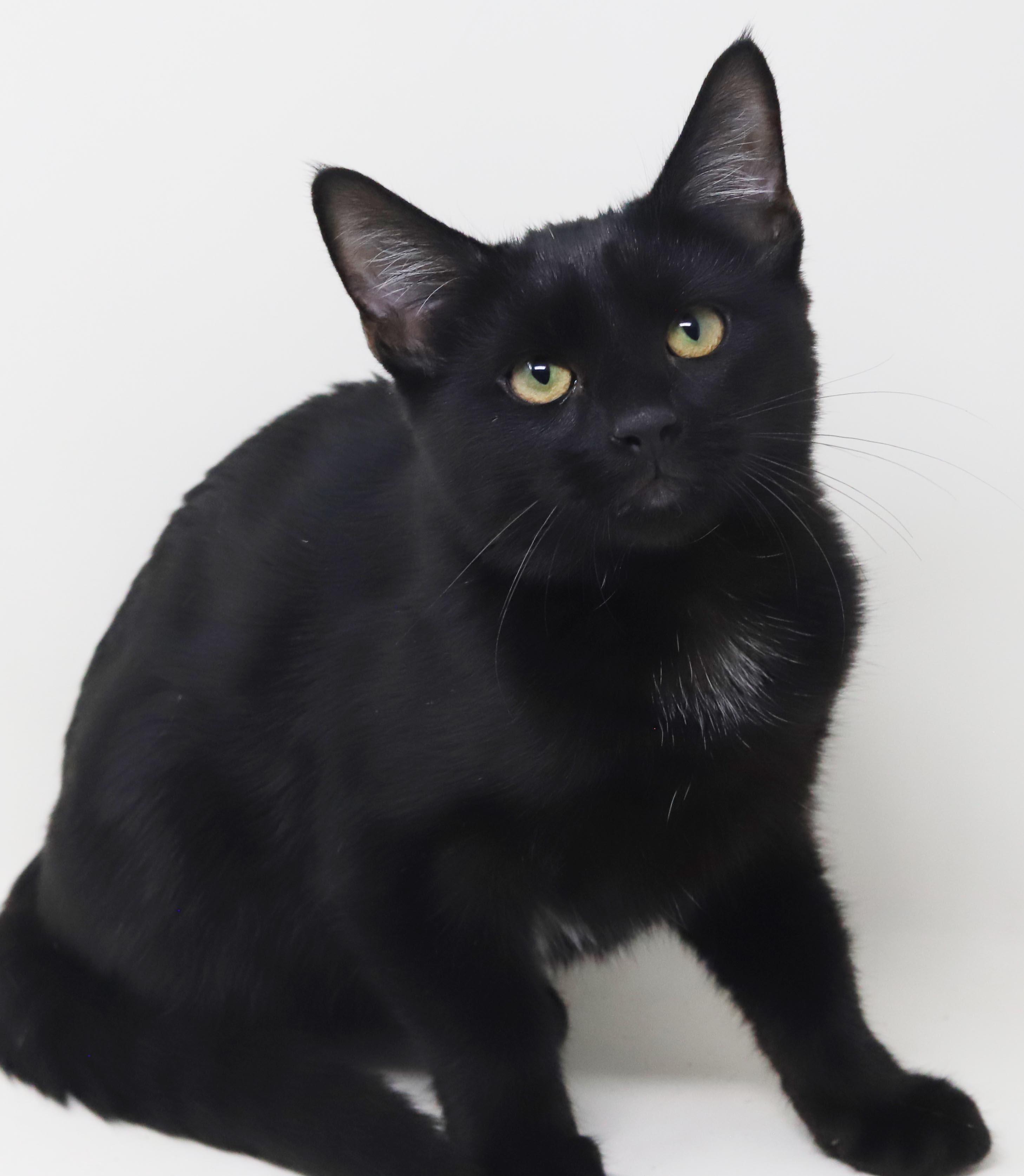 Enlarge Refried Beans is beyond adorable - she's a delight - OLD ENOUGH TO GO SOLO, a Adoption Pending mixed breed in Bedford Hills, NY image 4/6