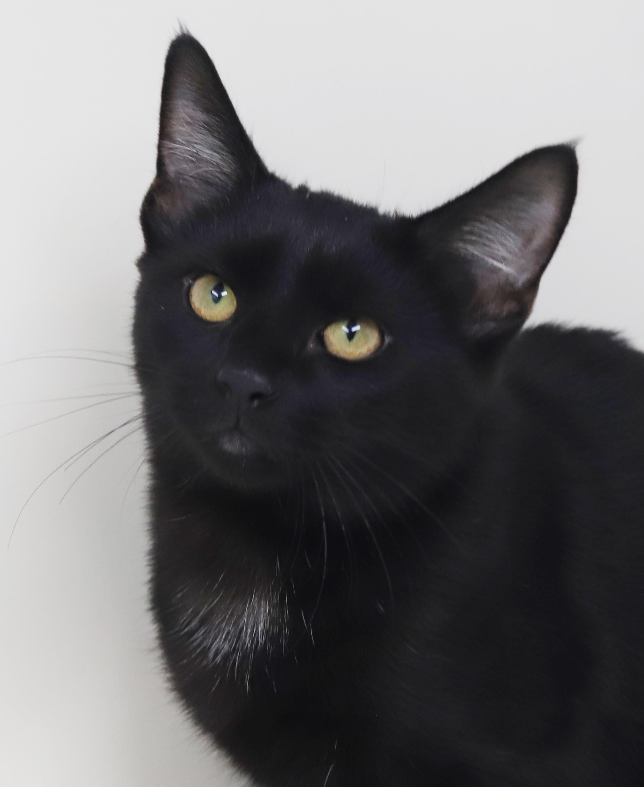 Enlarge Refried Beans is beyond adorable - she's a delight - OLD ENOUGH TO GO SOLO, a Adoption Pending mixed breed in Bedford Hills, NY image 3/6