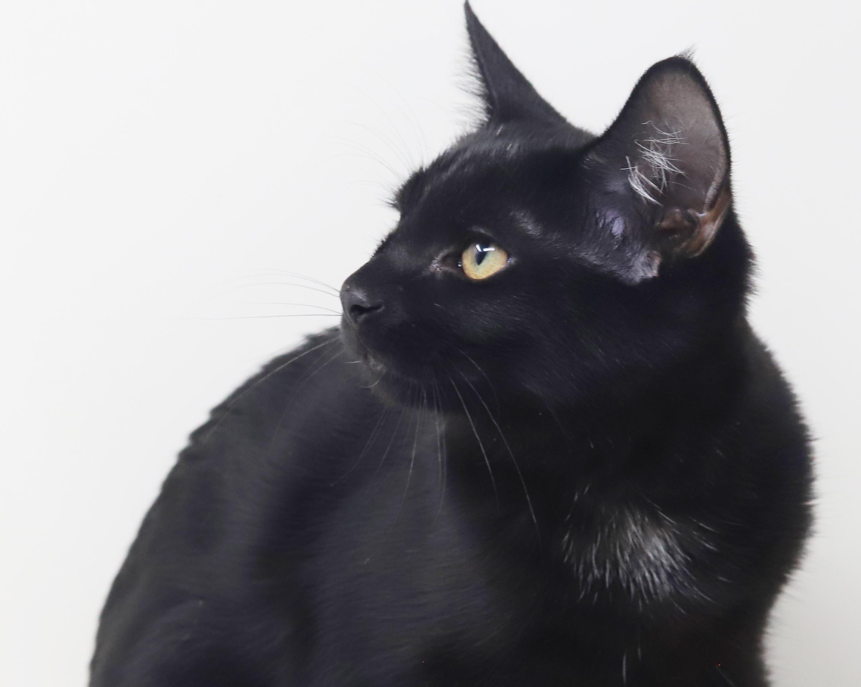 Enlarge Refried Beans is beyond adorable - she's a delight - OLD ENOUGH TO GO SOLO, a Adoption Pending mixed breed in Bedford Hills, NY image 5/6