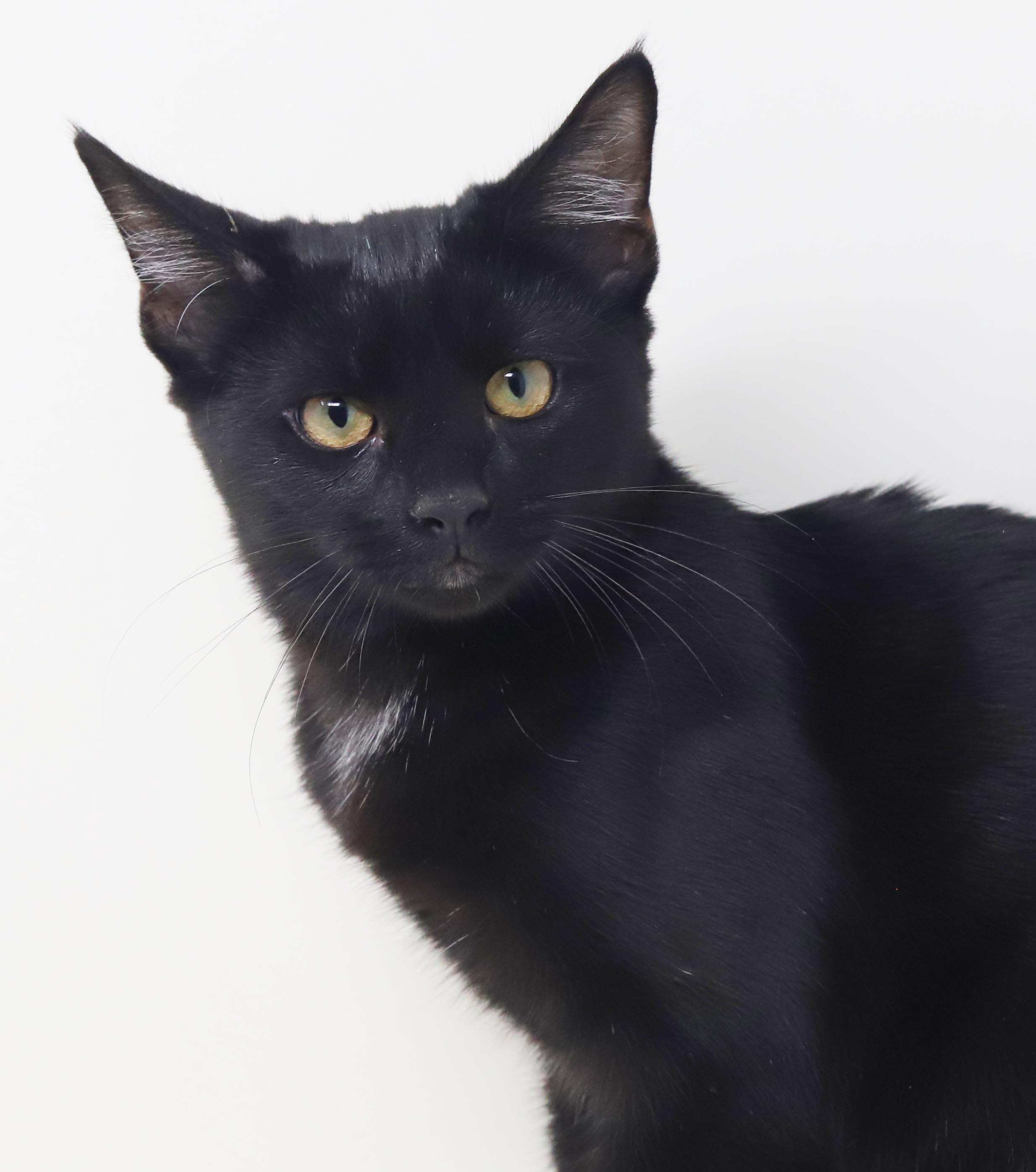 Enlarge Refried Beans is beyond adorable - she's a delight - OLD ENOUGH TO GO SOLO, a Adoption Pending mixed breed in Bedford Hills, NY image 2/6