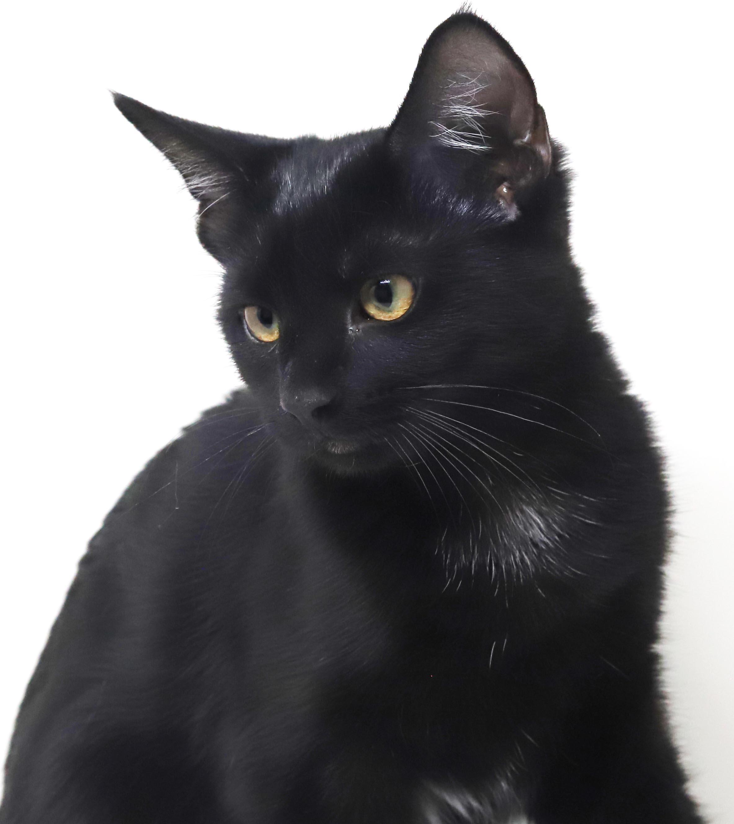 Enlarge Refried Beans is beyond adorable - she's a delight - OLD ENOUGH TO GO SOLO, a Adoption Pending mixed breed in Bedford Hills, NY image 6/6