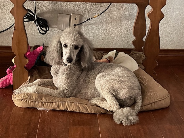 Enlarge Bella, a Adopted Standard Poodle in Richardson, TX image 1/3