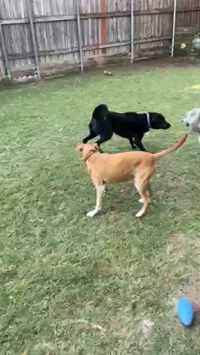 Enlarge Bella, a Adopted Standard Poodle in Richardson, TX video 2/3