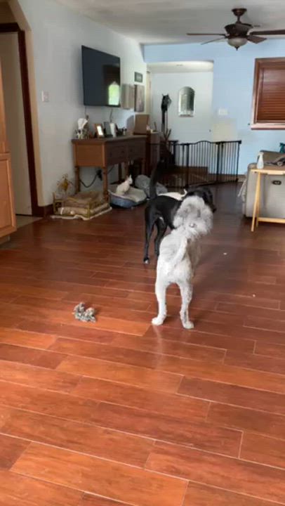 Enlarge Bella, a Adopted Standard Poodle in Richardson, TX video 3/3