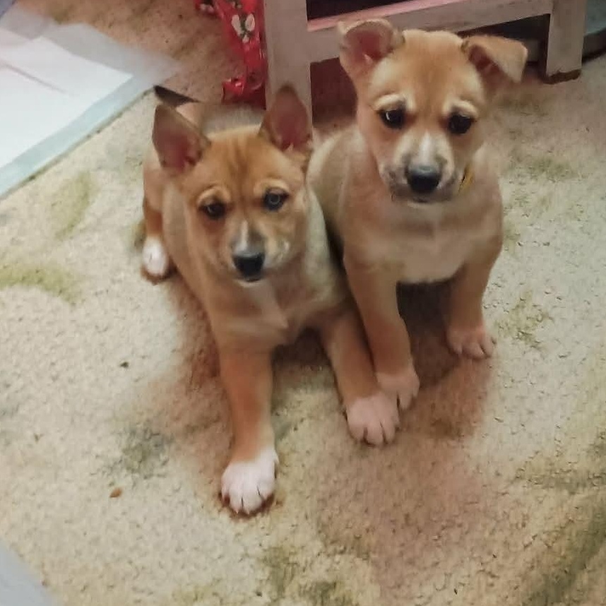 Enlarge Cider, a ADOPTABLE mixed breed in Springville, NY image 5/5