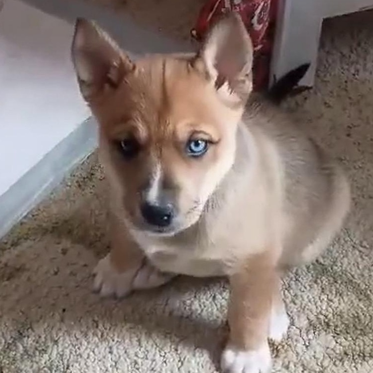 Cider, ADOPTABLE, Puppy Female Husky & Cattle Dog.