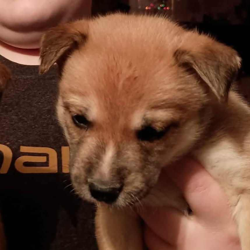 Enlarge Cider, a ADOPTABLE mixed breed in Springville, NY image 4/5