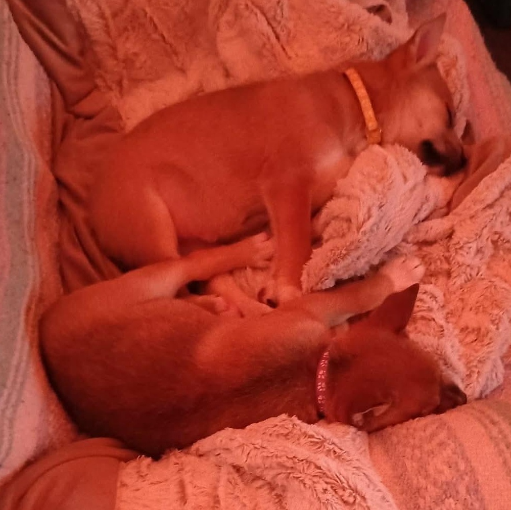 Enlarge Cider, a ADOPTABLE mixed breed in Springville, NY image 2/5