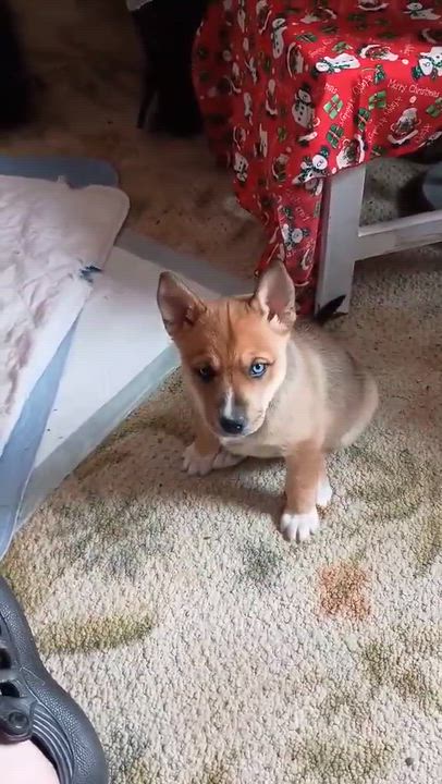 Enlarge Cider, a ADOPTABLE mixed breed in Springville, NY video 3/5