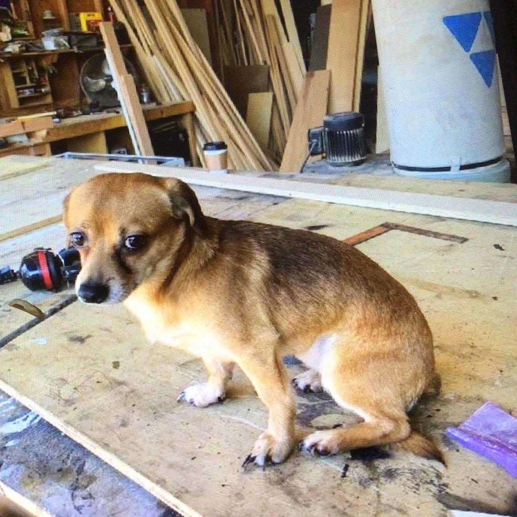 Robbie, Adoptable, Adult Male Chihuahua & Dachshund.