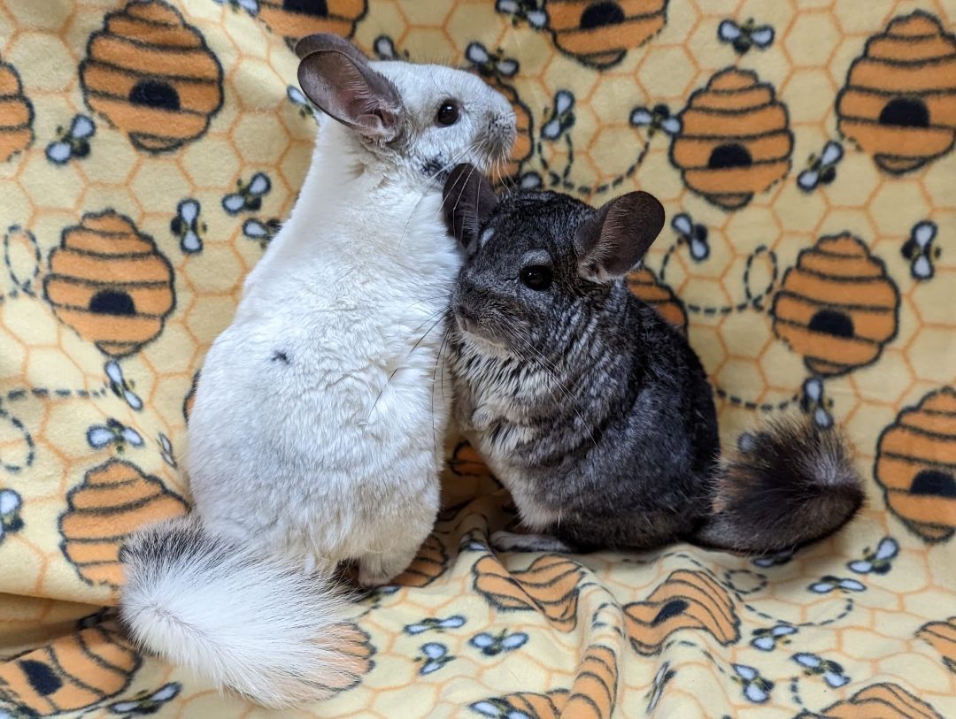 Sugar & Spice, adoptable, Adult Female Chinchilla.