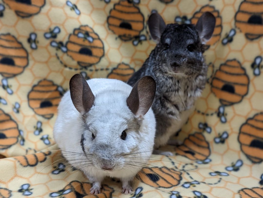 Enlarge Sugar & Spice, an adoptable Chinchilla in Fountain Valley, CA image 2/5