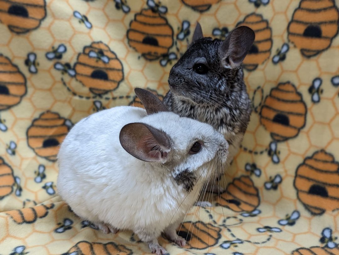 Enlarge Sugar & Spice, an adoptable Chinchilla in Fountain Valley, CA image 3/5