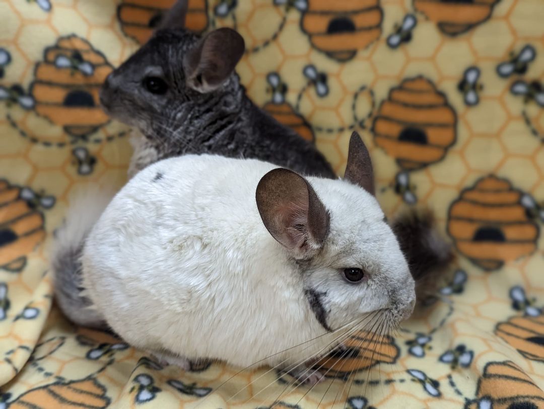Enlarge Sugar & Spice, an adoptable Chinchilla in Fountain Valley, CA image 4/5