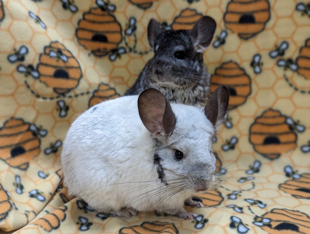 Enlarge Sugar & Spice, an adoptable Chinchilla in Fountain Valley, CA image 5/5