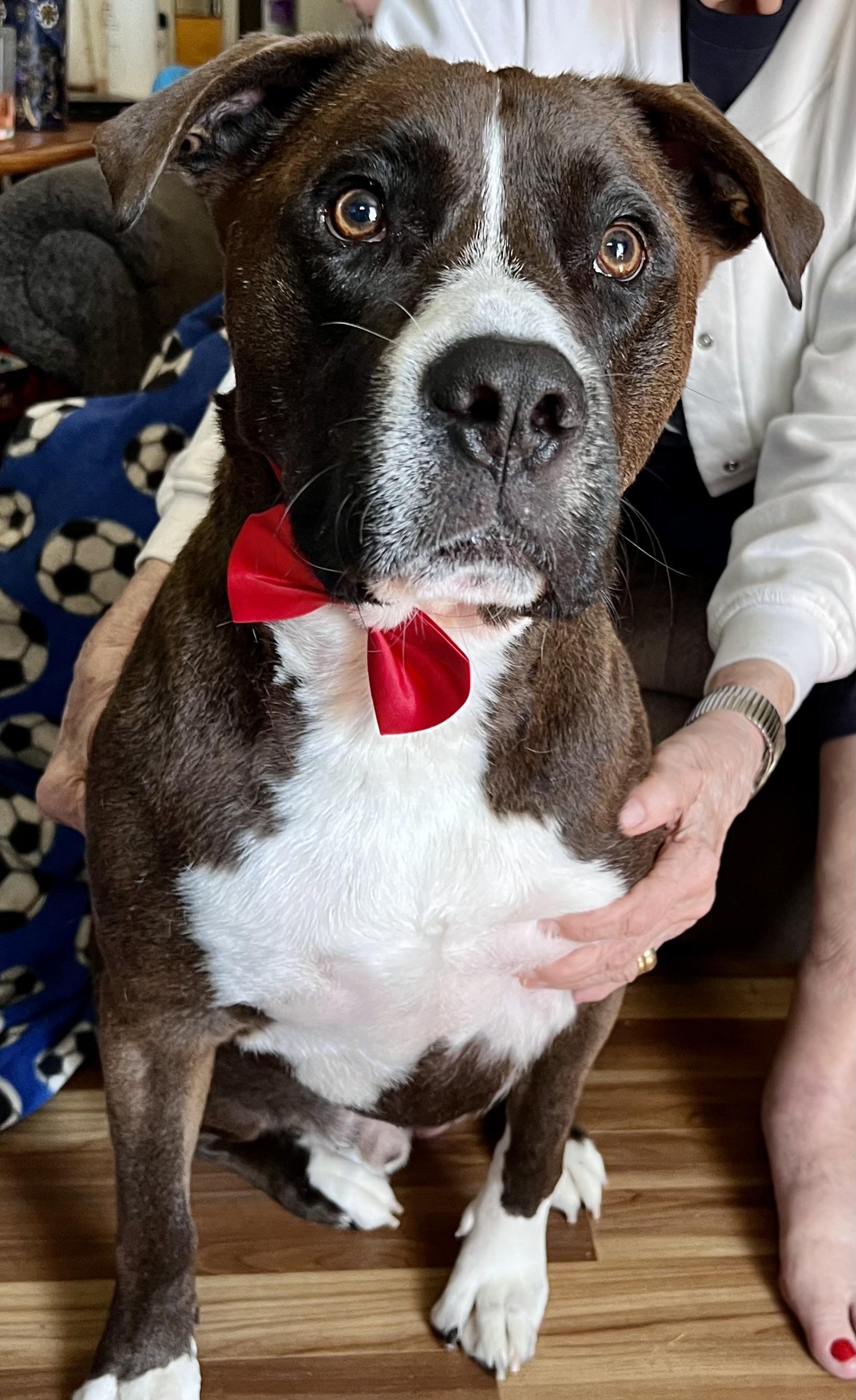 Jake, Adoptable, Adult Male Pit Bull Terrier.