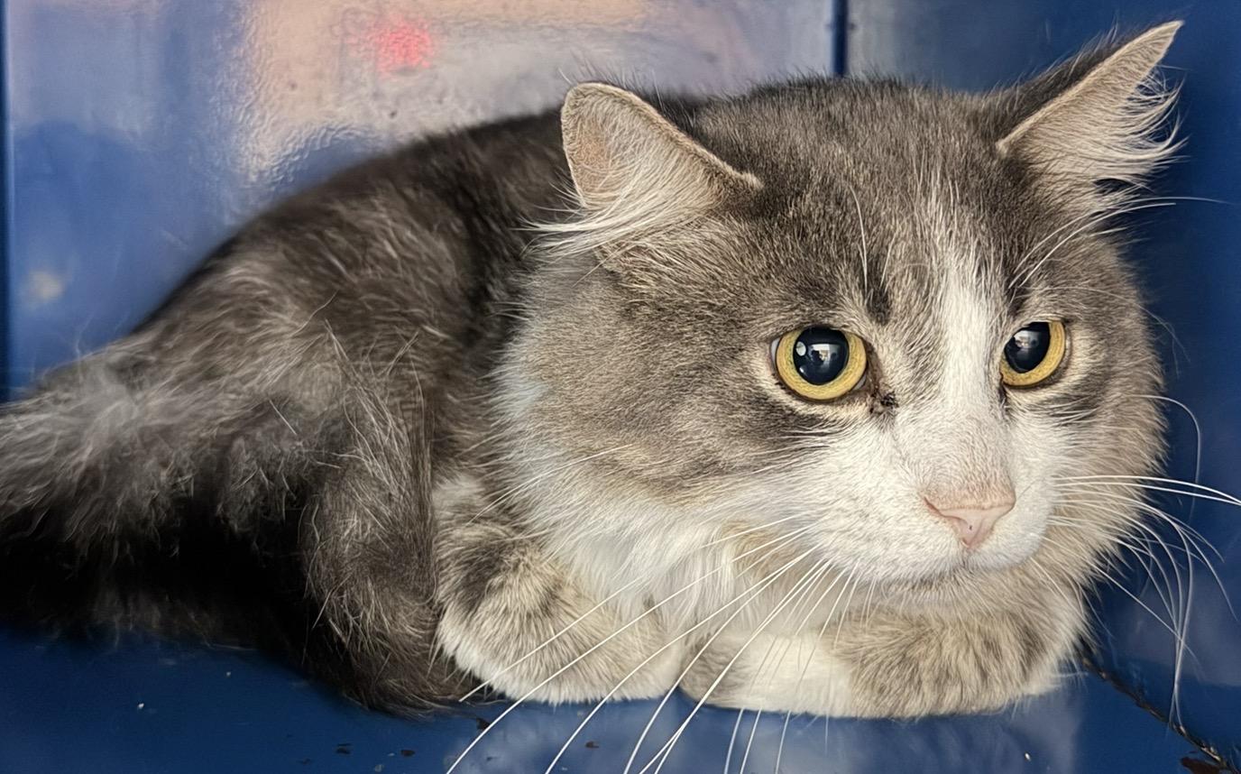 Enlarge Fitz, a Adoptable Domestic Medium Hair in Sault Sainte Marie, MI image 3/3
