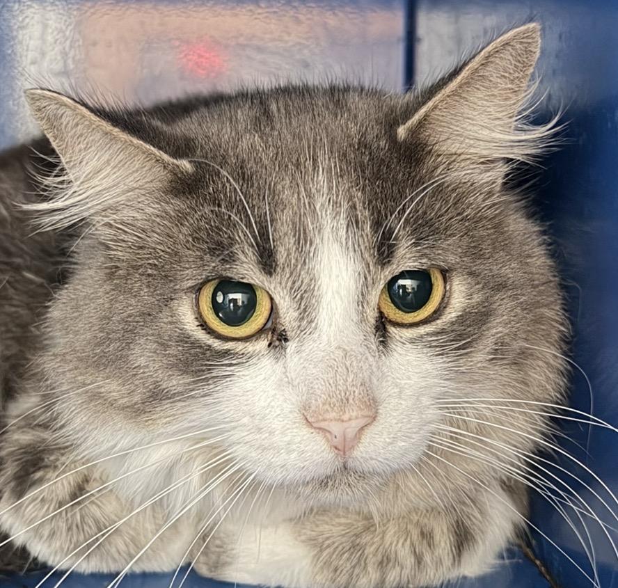Fitz, Adoptable, Young Male Domestic Medium Hair.