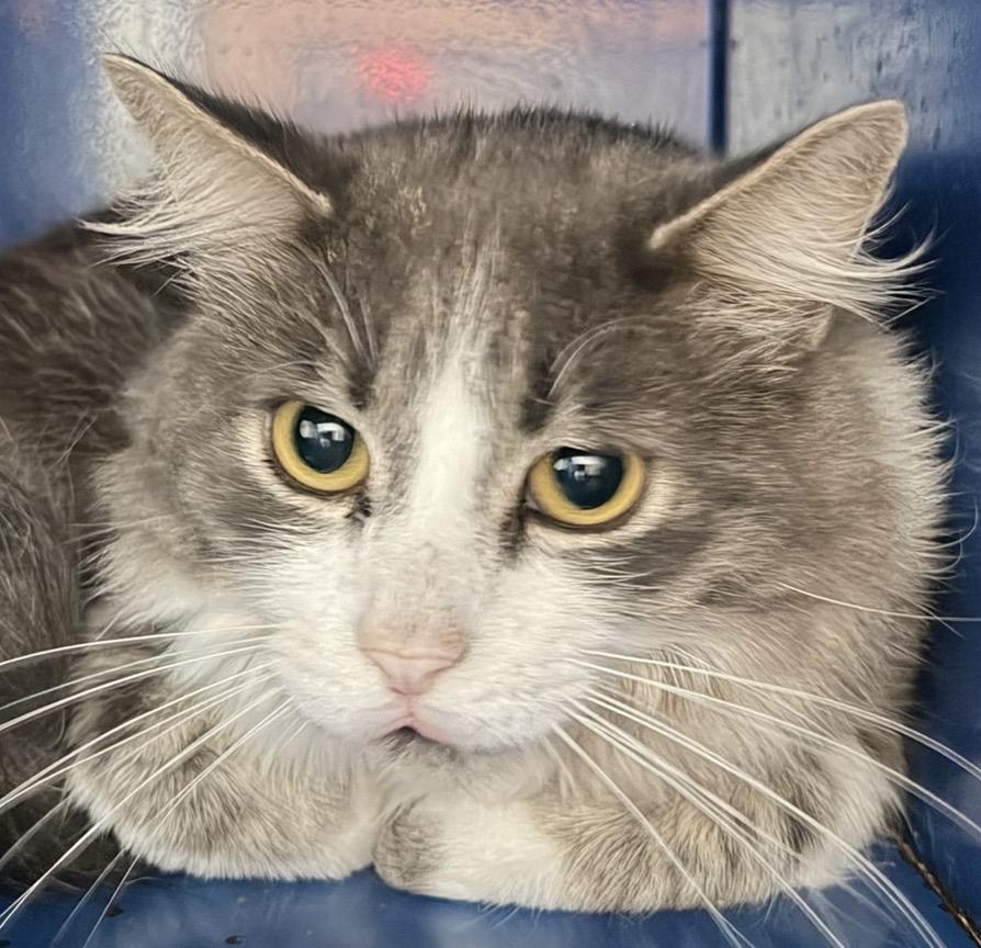 Enlarge Fitz, a Adoptable Domestic Medium Hair in Sault Sainte Marie, MI image 2/3