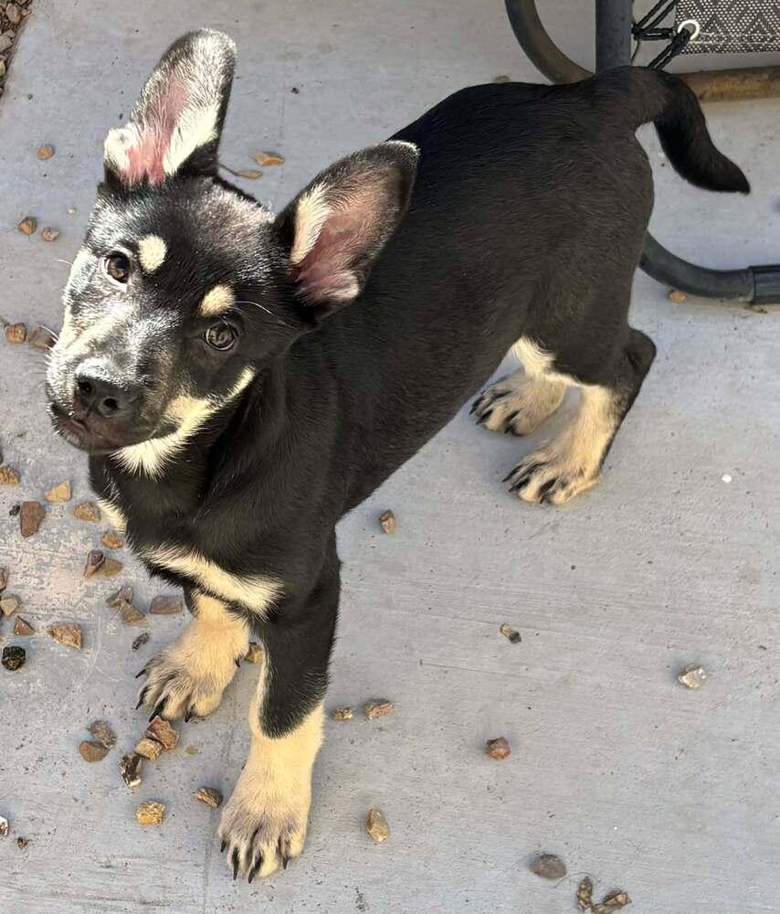 Enlarge Cali litter - Bo, located in NV, a Adoptable mixed breed in Imlay City, MI image 1/6