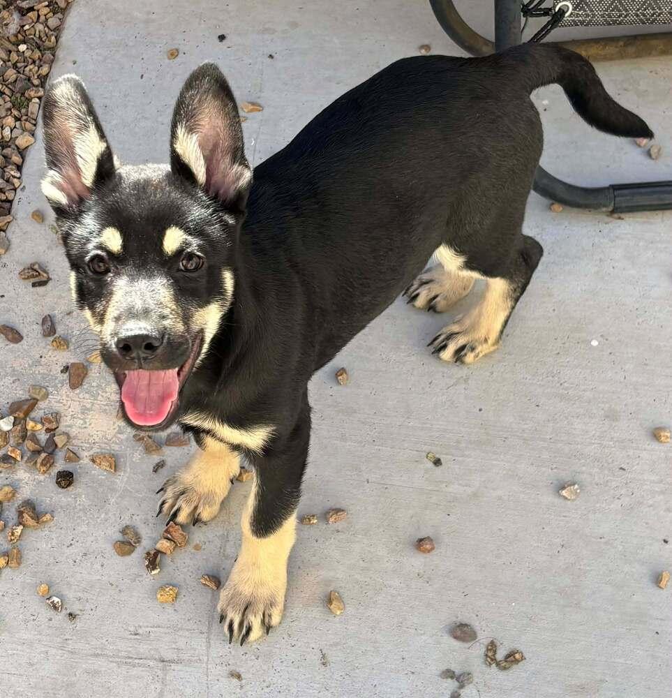 Enlarge Cali litter - Bo, located in NV, a Adoptable mixed breed in Imlay City, MI image 2/6